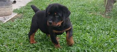 Rottweiler available22