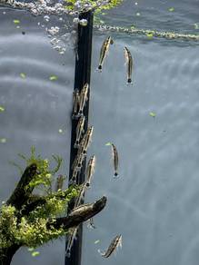 Otocinclus Catfish / Otocinclus Vittatus