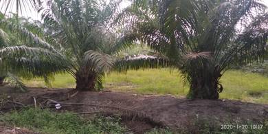 Agricultural Land in Sungai Besar, SGR