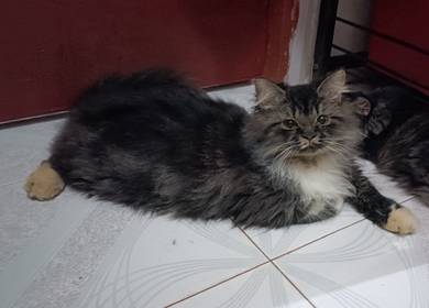 Kucing DLH 
