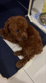 Toy poodle 5weeks