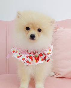 Pomeranian