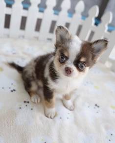 CHIHUAHUA PUPPIES 137 🌷Head Apple Bonnie Dog