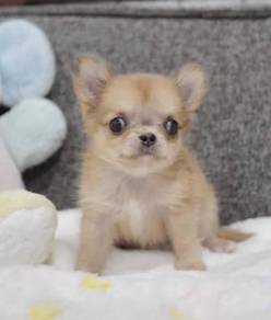 CHIHUAHUA PUPPIES VIP225🌷Head Apple Cute Dog