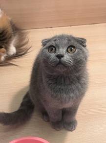 Best quality Scottish fold kitten available