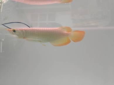 Arowana super red