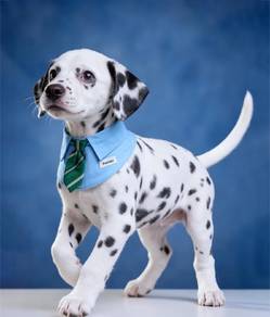 dalmatian k