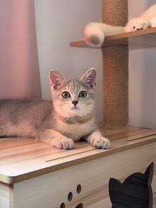 Bsh golden