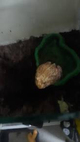 katak pacman untuk dilepaskan