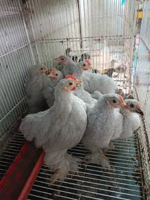 ayam Pekin @ mini Cochin 
