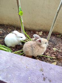 arnab,rabbit baby Di jual