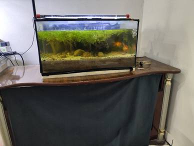 2ft Akuarium