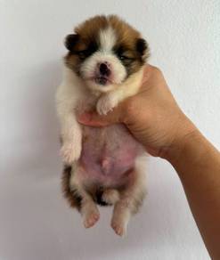 Pomeranian