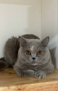 British Shorthair Female