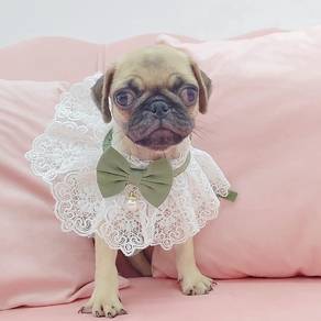 Pug