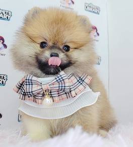 Pomeranian