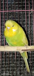 Eb petgrade Betina 