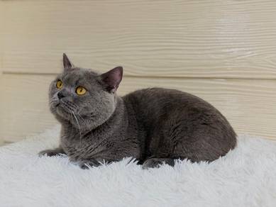 bsh munchkin bsh sepasang 