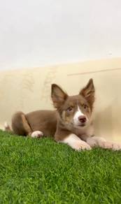 Border collie chocolate mka certificate