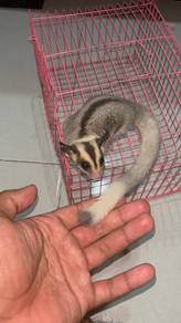 Female Ringtail sugar glider