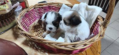 shi tzu