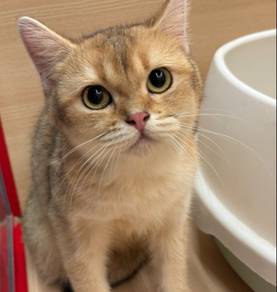 British short hair golden color