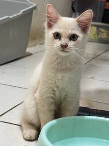 Male Kitten