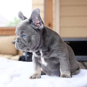 GQW1000 French Bulldog puppies blue tan haired