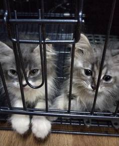 Cat british