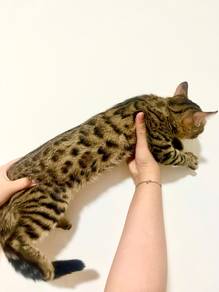 2 cats bengal mix