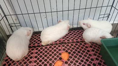 guinea pig