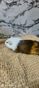 Guinea Pig 
