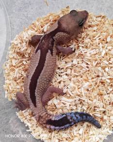 African Fatt Tail gecko Promosi