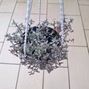 Callisia repens