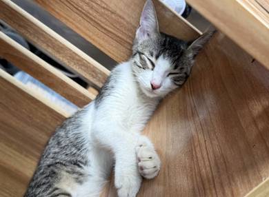 cat open for adoption