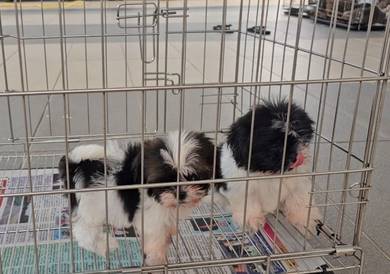 Shih tzu