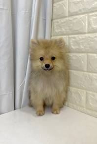 J0215 Pomeranian Fluffy Soft Fur Companion Puppy