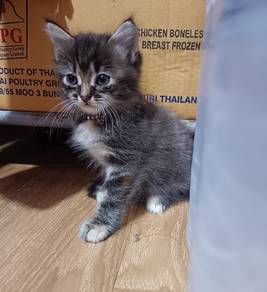 kitten gemoy