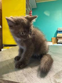 British Shorthair Cinnamon (Pure Breed)
