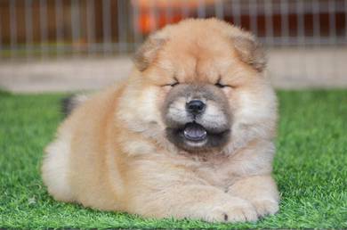 Chow Chow