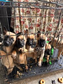 pure belgian malinois