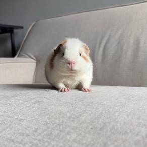 Teddy bear guinea pig tikus belanda arbok