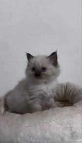 Colour Point Ragdoll