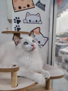 Ragdoll kitten