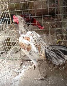 ayam sabung