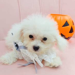 Bichon Frise