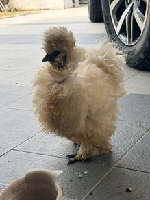 Silkie Serama betina untuk dijual