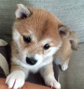U9206 Charming Shiba Inu Fox Face Curly Tail Dog
