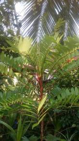 Daun tongkat ali 7 tangkai