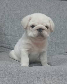 PUG PUPPIES 685 🌻 REHOME Boy